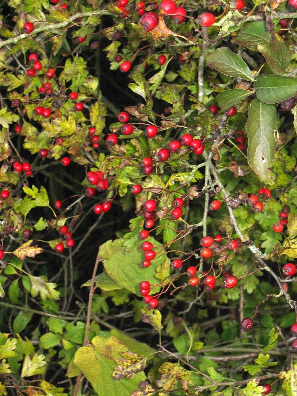 Hawthorn berries 04